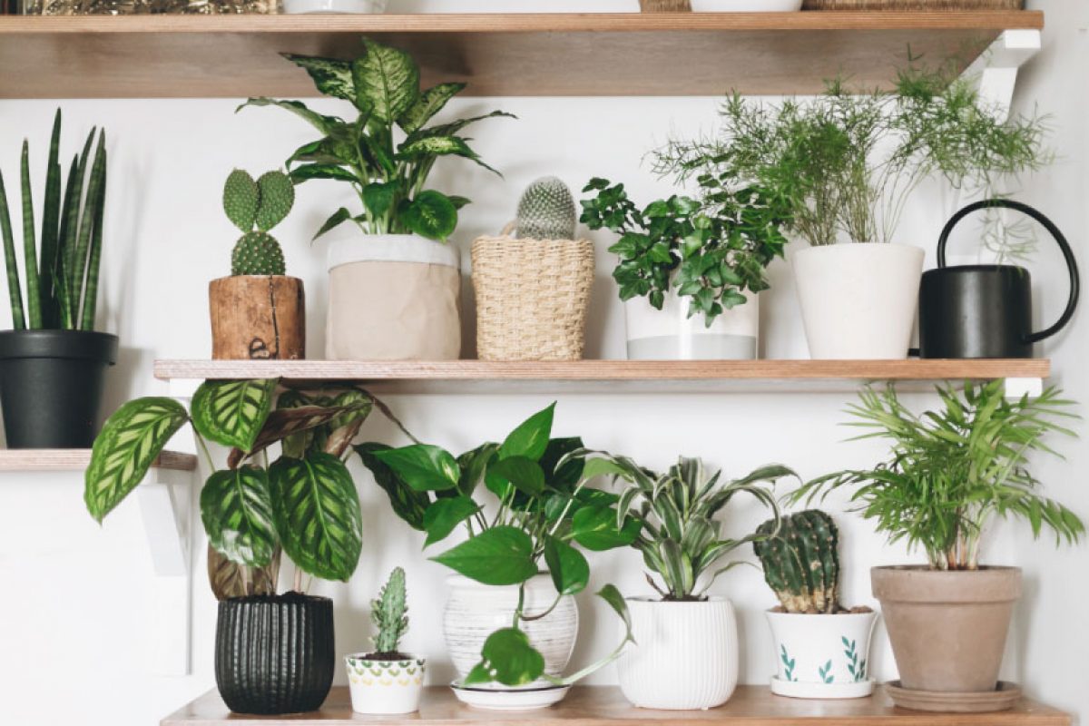 Health-and-Wellbeing-Indoor-Plants_0
